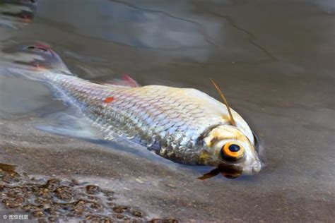 日本命理 魚死掉要撈起來嗎